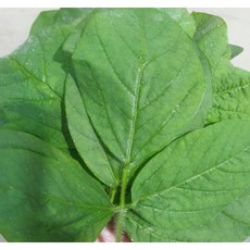 부드럽고 신선한 생콩잎 2단 400~500g (100장~120장 푸른콩잎 [원산지:국산(경상북도 포항시)]