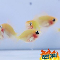 골든볼라미네지 TOP01
