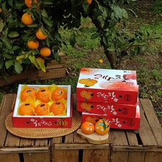 레드향 2kg(대과 선물용 6-8수) 진홍색 만감류의 여왕 품격있는 과일선물세트! 박스무게포함, 6박스