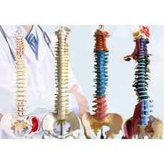 척추 골반 모형 인체 요추 경추 뼈모형 교육용, 85cm골반+근육+칼라구분