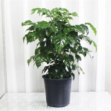 그늘에서잘자라는식물