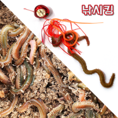 낚시킹 참돔 타이라바 갯지렁이 청개비 선상 원투 미끼 장어 성대 우럭, 단품