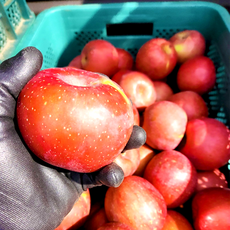 주스용 흠집 사과 가정용 못난이 abc주스 흠과 꿀사과 기스 흠 쥬스용 부사 경북 농장 과일, 1박스, 2kg