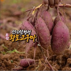 무안황토고구마