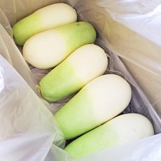 빠리농산 제주무 5kg 겨울무, 1개