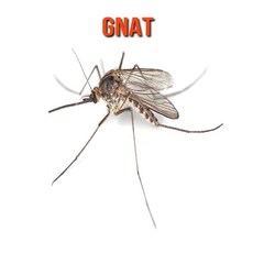 Gnat: Fun Facts & Cool Pictures Paperback, Independently Published, English, 9798564315487