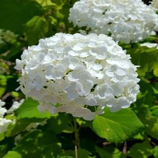 아나벨수국