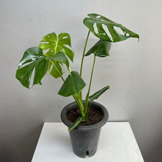 몬스테라대품