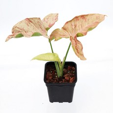 싱고니움핑크스팟