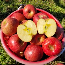 사과마루 꿀맛 부사 사과 5kg 10kg, 꿀맛 부사 사과 간식 5kg (22-24과)