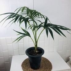 겐차야자