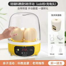오골계병아리