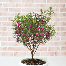 추천3아산세계꽃식물원