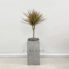 레인보우마지나타