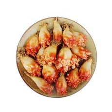 국내산 활 멍게 2kg내외 /바다의 빨간꽃, 1개