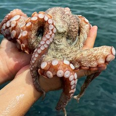 고성돌문어판매