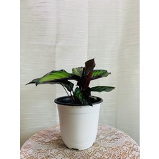 칼라데아뷰티스타 중품 30~50cm 119