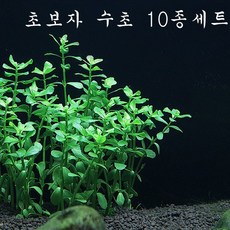 초보수초 3종 5종 10종 수초세트