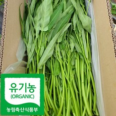국내산 친환경 공심채 모닝글로리