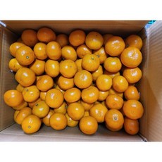제주도 서귀포 노지감귤 10KG (11.9Brix), 1박스