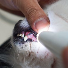 콩냥콩냥 강아지 고양이 치석제거기 셀프 스케일링, 단일수량