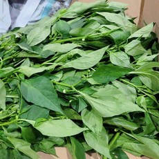 고추잎나물 4kg 국내산 백산상회, 1박스