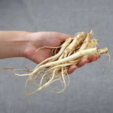한라산 백도라지 세척하품 1.8kg, 1개