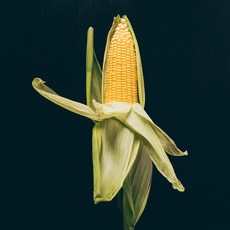 알알가득 초당옥수수, 초당옥수수 10개