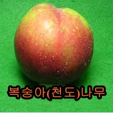 복숭아접1년특묘(천도+황도+백도) 3그루 묶음 나무 묘목 과일나무 유실수