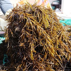 [푸르젠] 완도 지영택님의 당일조업 싱싱한 생톳, 1개, 1kg