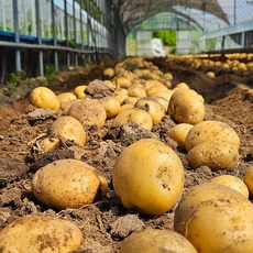 추천9 국내산 감자(대)