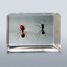 개미표본(땅에서 사는 동물)보관케이스 포함