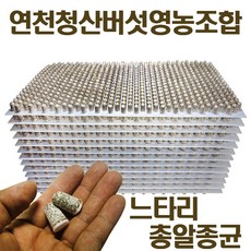 느타리종균 버섯키우기 총알 성형종균 607구