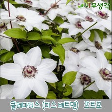 클레마티스