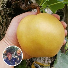 자연진리 나주배 5kg 가정용 실속세트 (8~9과) /흠집배, 1