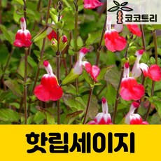 [코코트리] 핫립 체리세이지(허브), 1개, 포트