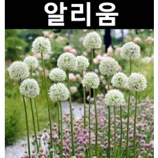 알리움(백색) 구근 3개/꽃숙근/조경용