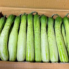 다다기오이박스