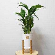 꽃피우는청년 중형 실내공기정화식물(원형 화이트 화분 + 우드스탠드), 스파티필름