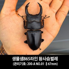 왕사슴벌레
