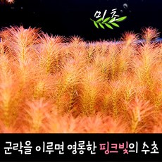 [미초] 로타라 왈리키 수초 5촉 & 10촉 / 유경 수초 / 초보자 수초 / 어항 수초, 10개
