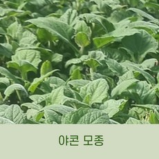 [땅끝파머스]야콘모종 해남 야콘모종 육묘재배 야콘모종 50구 플러그트레이 당일수확(4월20일부터 출고)