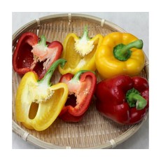 아삭달콤 건강가득 국내산 파프리카 혼합 1.5kg, ONE COLOR