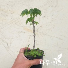 [나무인] 엄나무 5개 포트묘