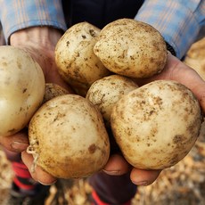 국내산 햇 감자 3kg (소/중소/중대) 포슬포슬 카스테라 느낌 진짜 분감자 두백감자, 감자 3kg (소/개당 30-70g내외), 1개