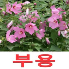 서양배나무
