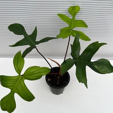 플로리다뷰티그린
