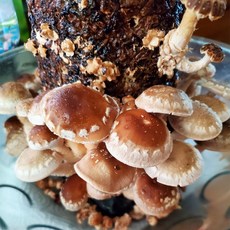 프리미엄 버섯키우기 4종 배지 재배키트 참송이버섯 황금느타리 영지 표고버섯 직접 키워보자, 3_영지버섯, 1개