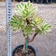 [수암다육] 청법사금 랜덤발송 Aeonium arboreum f. variegata 묵은둥이 다육 다육이 다육식물 국민다육 다육이키우기 선인장 미니선인장, 1개