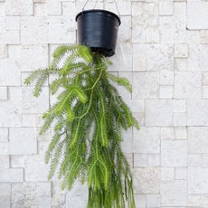 제네틱그라이코